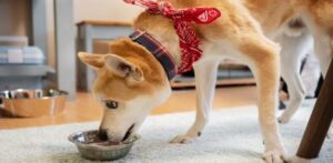 Read more about the article Do you know what are the benefits of feeding a dog?